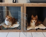 Hondenbench-ombouw-Ronald-Judith-2